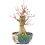 Acer palmatum, 18 cm, ± 15 years old, with a nebari of 45 cm