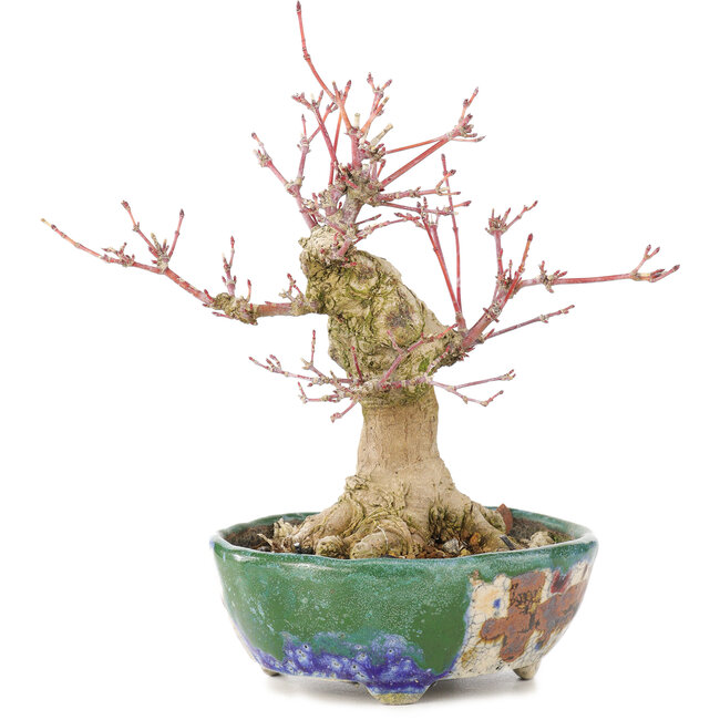 Acer palmatum, 18 cm, ± 15 anni, con un nebari di 45 cm