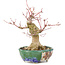 Acer palmatum, 18 cm, ± 15 anni, con un nebari di 45 cm