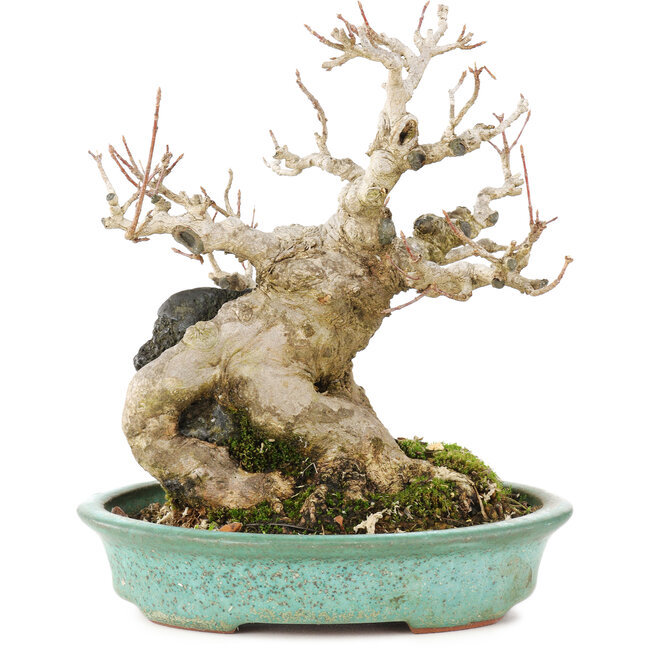 Acer buergerianum, 17,5 cm, ± 25 años, en una olla japonesa hecha a mano por Hattori