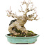 Acer buergerianum, 17,5 cm, ± 25 años, en una olla japonesa hecha a mano por Hattori