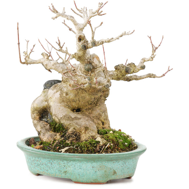 Acer buergerianum, 17,5 cm, ± 25 years old, in a handmade Japanese pot by Hattori