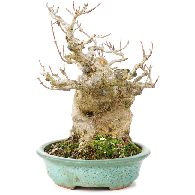 Acer buergerianum, 17,5 cm, ± 25 years old, in a handmade Japanese pot by Hattori