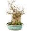 Acer buergerianum, 17,5 cm, ± 25 años, en una olla japonesa hecha a mano por Hattori