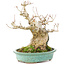 Acer buergerianum, 17,5 cm, ± 25 anni, in un vaso giapponese fatto a mano da Hattori