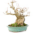 Acer buergerianum, 17,5 cm, ± 25 años, en una olla japonesa hecha a mano por Hattori
