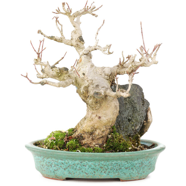 Acer buergerianum, 17,5 cm, ± 25 ans, dans un pot japonais fait main par Hattori