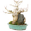 Acer buergerianum, 17,5 cm, ± 25 anni, in un vaso giapponese fatto a mano da Hattori