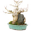 Acer buergerianum, 17,5 cm, ± 25 años, en una olla japonesa hecha a mano por Hattori