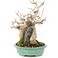 Acer buergerianum, 17,5 cm, ± 25 años, en una olla japonesa hecha a mano por Hattori