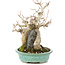 Acer buergerianum, 17,5 cm, ± 25 years old, in a handmade Japanese pot by Hattori