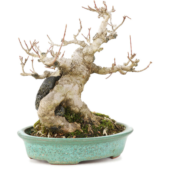 Acer buergerianum, 17,5 cm, ± 25 años, en una olla japonesa hecha a mano por Hattori