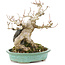 Acer buergerianum, 17,5 cm, ± 25 años, en una olla japonesa hecha a mano por Hattori