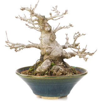  Other Japanese bonsai pot makers Acer buergerianum, 14,5 cm, ± 20 años