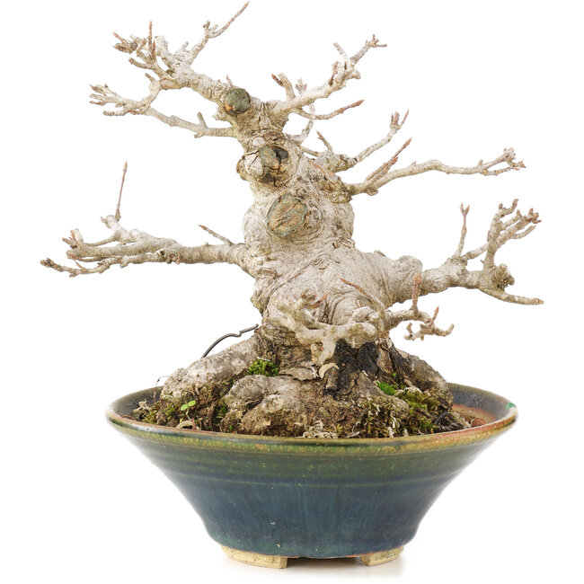 Acer buergerianum, 14,5 cm, ± 20 jaar oud, in handgemaakte Japanse pot met chip aan de binnenkant van de rand