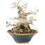Acer buergerianum, 14,5 cm, ± 20 years old, in a handmade Japanese pot with a chip on the inside of the edge