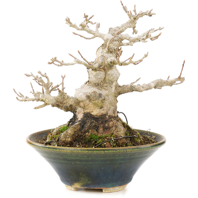 Acer buergerianum, 14,5 cm, ± 20 años, en una olla japonesa hecha a mano con un chip en el interior del borde