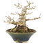 Acer buergerianum, 14,5 cm, ± 20 years old, in a handmade Japanese pot with a chip on the inside of the edge
