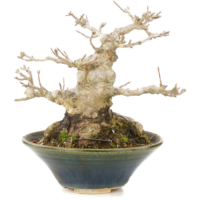 Acer buergerianum, 14,5 cm, ± 20 Jahre alt, in einem handgefertigten japanischen Topf mit einem Chip an der Innenseite des Randes