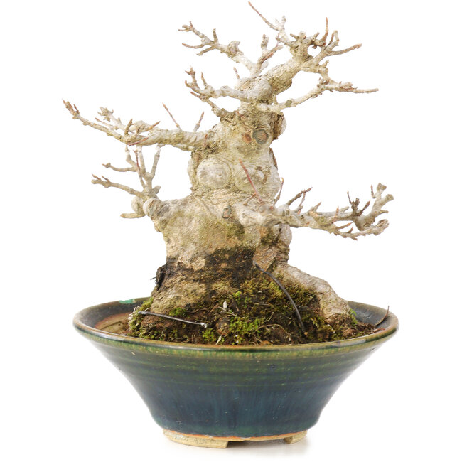 Acer buergerianum, 14,5 cm, ± 20 years old, in a handmade Japanese pot with a chip on the inside of the edge