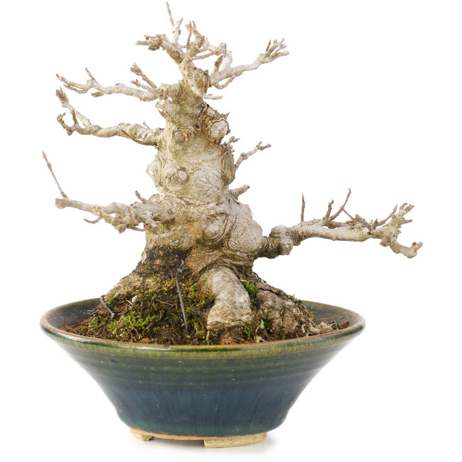 Acer buergerianum, 14,5 cm, ± 20 jaar oud, in handgemaakte Japanse pot met chip aan de binnenkant van de rand