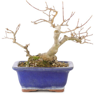 Acer buergerianum, 17,5 cm, ± 15 años