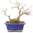 Acer buergerianum, 17,5 cm, ± 15 años