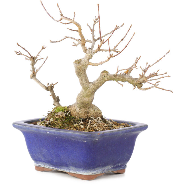 Acer buergerianum, 17,5 cm, ± 15 anni
