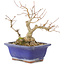 Acer buergerianum, 17,5 cm, ± 15 años