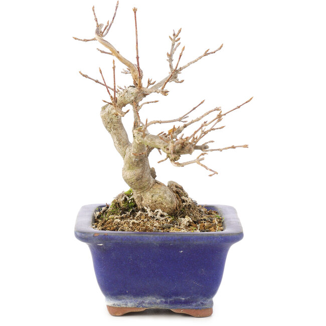 Acer buergerianum, 17,5 cm, ± 15 ans