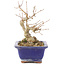 Acer buergerianum, 17,5 cm, ± 15 años