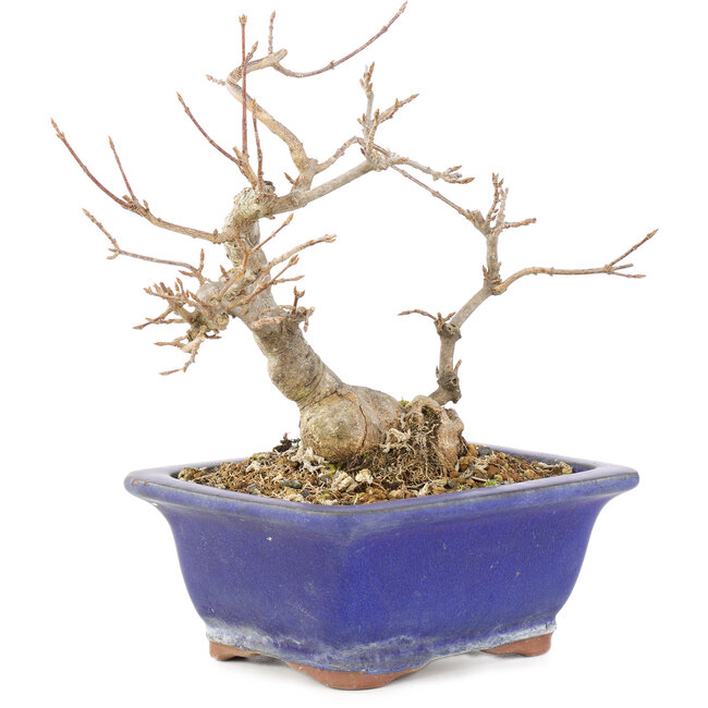 Acer buergerianum, 17,5 cm, ± 15 years old