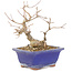 Acer buergerianum, 17,5 cm, ± 15 años