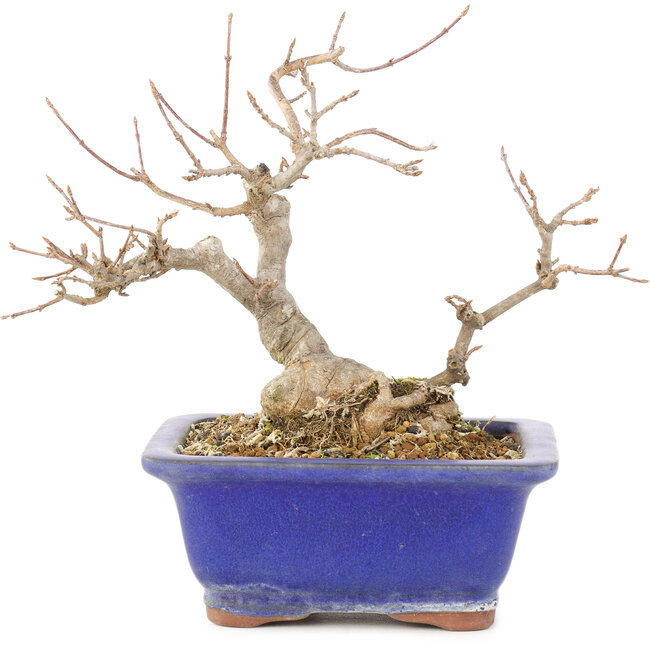 Acer buergerianum, 17,5 cm, ± 15 ans