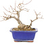 Acer buergerianum, 17,5 cm, ± 15 años