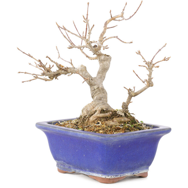 Acer buergerianum, 17,5 cm, ± 15 ans