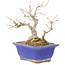 Acer buergerianum, 17,5 cm, ± 15 años