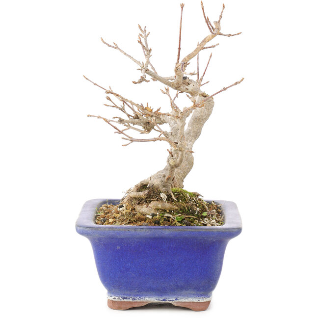 Acer buergerianum, 17,5 cm, ± 15 anni