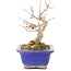 Acer buergerianum, 17,5 cm, ± 15 años