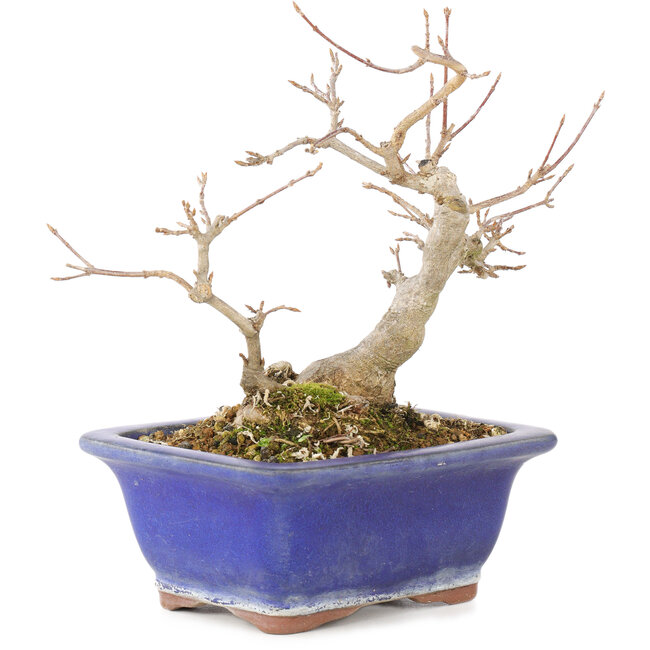 Acer buergerianum, 17,5 cm, ± 15 years old