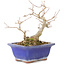 Acer buergerianum, 17,5 cm, ± 15 años