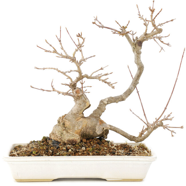 Acer buergerianum, 24 cm, ± 15 jaar oud