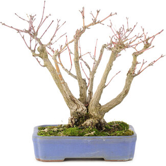 Acer palmatum, 19 cm, ± 20 jaar oud