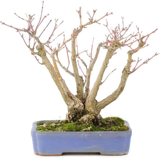 Acer palmatum, 19 cm, ± 20 anni, con un bellissimo motivo a corteccia invecchiata