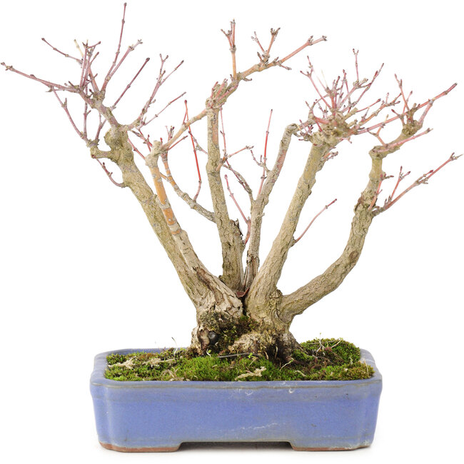 Acer palmatum, 19 cm, ± 20 jaar oud, met een mooi ouder wordend schorspatroon