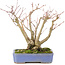 Acer palmatum, 19 cm, ± 20 jaar oud, met een mooi ouder wordend schorspatroon