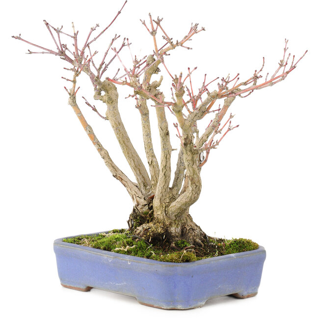 Acer palmatum, 19 cm, ± 20 years old, with a beautifully aging bark pattern