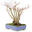Acer palmatum, 19 cm, ± 20 ans, avec un magnifique motif d'écorce vieillissant