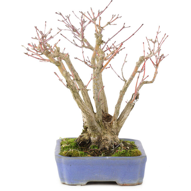 Acer palmatum, 19 cm, ± 20 Jahre alt, mit einem schön alternden Rindenmuster