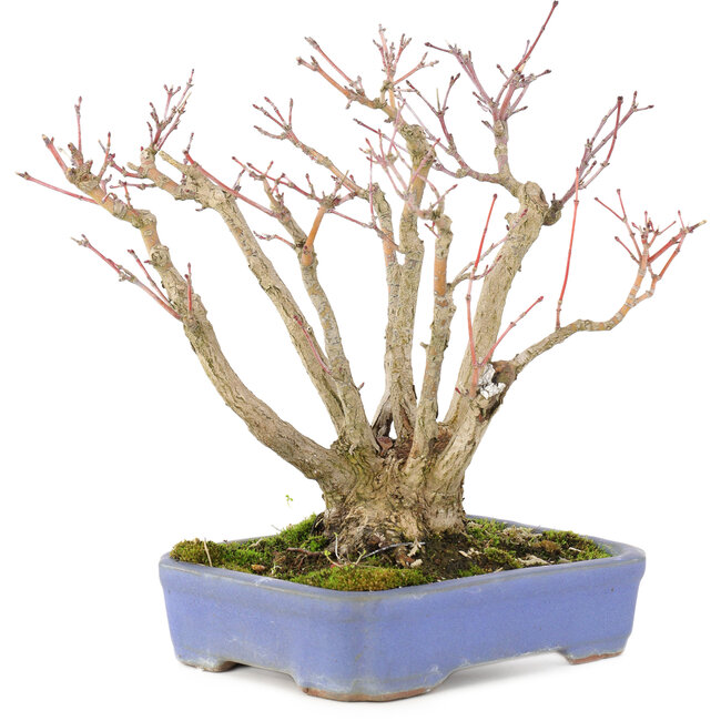 Acer palmatum, 19 cm, ± 20 años, con un hermoso patrón de corteza envejecida